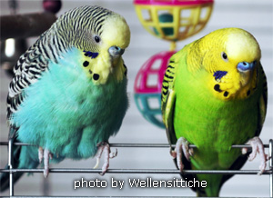 budgies.jpg