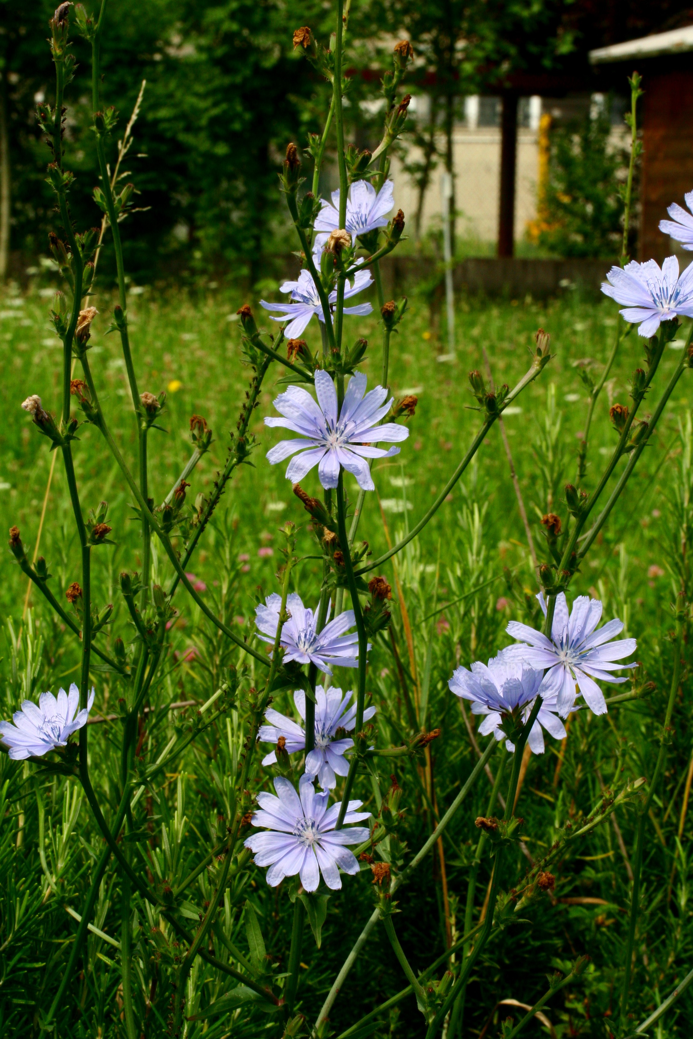 Cichorium_intybus_ENBLA05.jpg