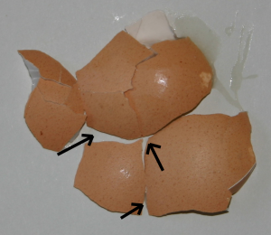 This.is_.egg_.shell_-300x260.png