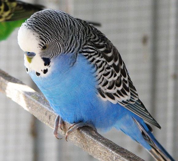 Budgie1.jpg