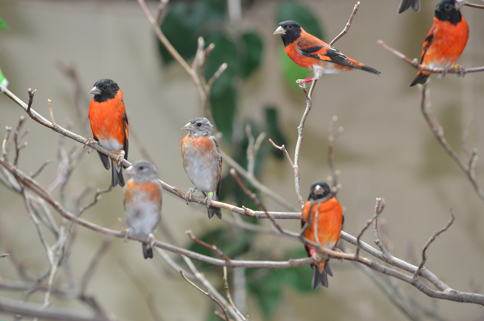 Male and female red siskins perched in a tree. Credit: © Chris Crowe, Smithsonian's National Zoo and Conservation Biology Institute