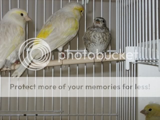 Copyofbirds015.jpg