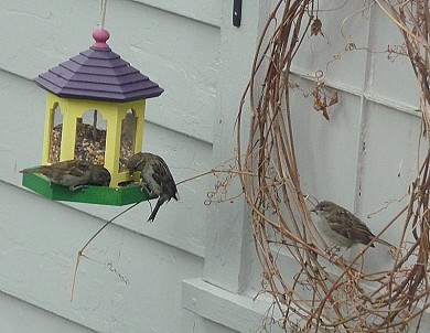 bird_feeder3a.jpg